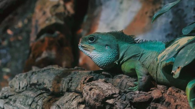 Sleeping dragon - Close-up portrait of a resting on branch green colored Beautiful Iguana Lizard Terrarium In Barcelona Aquarium. 4k.