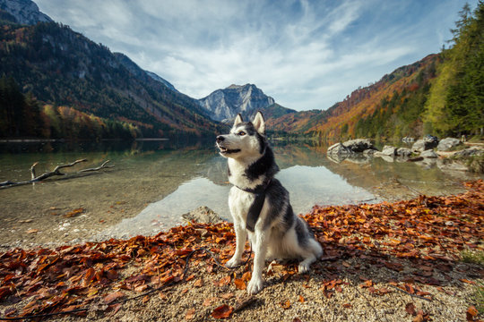 husky is sitting in an autumnal landscape scenery