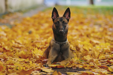 Young Belgian Shepherd dog Malinois lying outdoors in fallen maple leaves in autumn