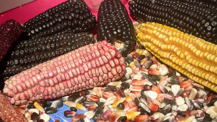 Mexican corn diversity, white corn, black corn, blue corn, red corn, wild corn and yellow corn at a local market in Mexico