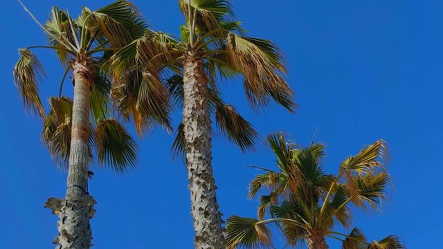 Three palm trees and blue sky in hot summer day