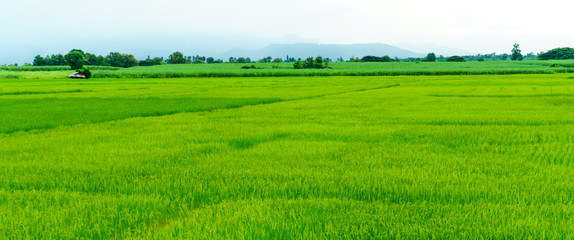 Fototapeta na wymiar Rice field, wide green