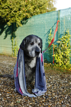 Sad big dog after bath