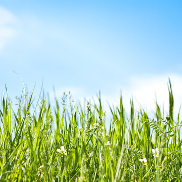 View of grass against sky