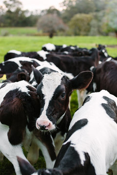 Calves on a dairy farm