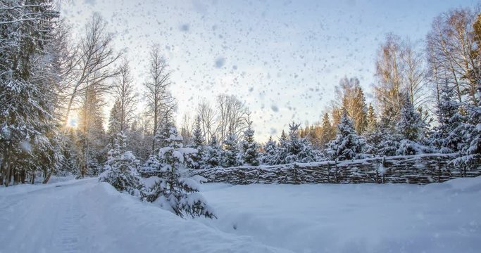 CINEMAGRAPH, 4k, falling snow in the winter forest, loop