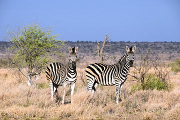 Obraz premium Zebras