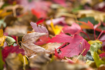 Closeup of red fall leaf on ground during Autumn. Selective focus with copy space.