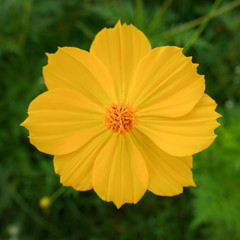 Close up of yellow, orange cosmos flower 