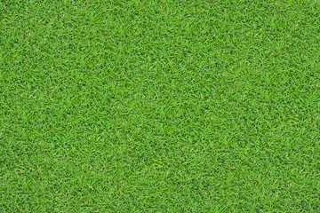green grass background texture .