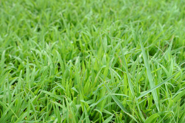 green grass background texture .