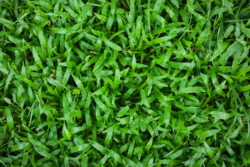 Fototapeta na wymiar green grass background texture .