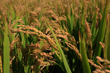 The autumn rice fields