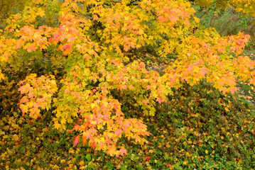 Maple tree at autumn.