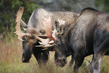 Sparring Moose