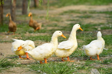 The ducks