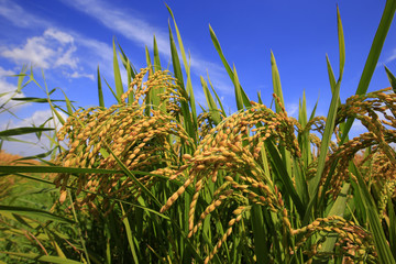 The autumn rice fields
