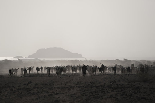 Afar Cattle Drive