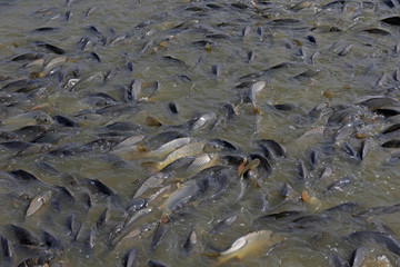 Many of the fish pond