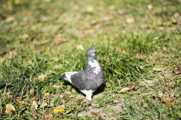 Pigeon in the city park