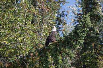 A Bald Eagle 