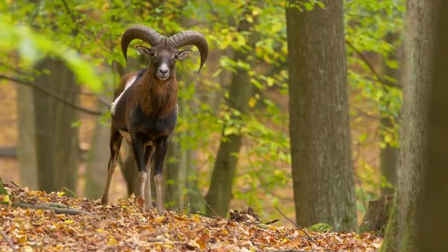 Mouflon in autumn forest