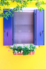 Picturesque windows with blue shutters on yellow wall of houses with pink flowers, on the famous island Burano, Venice, Italy