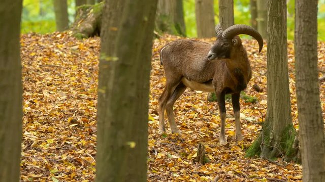 Mouflon (Ovis musimon) in autumn forest