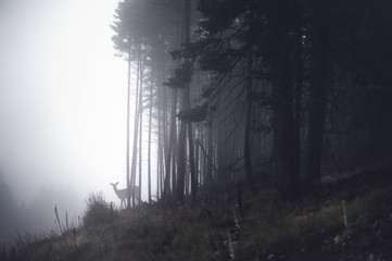 Distant deer in a misty forest