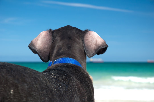 Dog looks out to sea