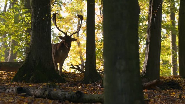 Fallow deer (Dama dama) in autumn forest