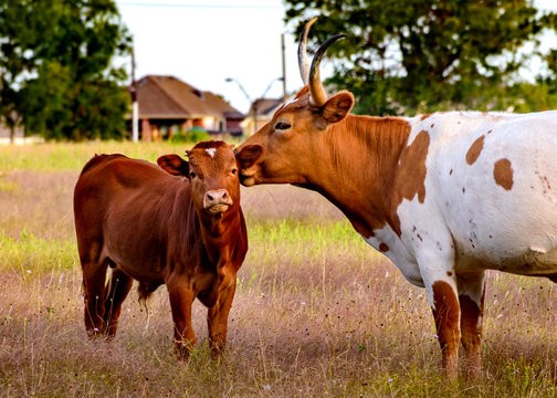 Texas Longhorn Cow And Calf In A Field With House And Trees In Background