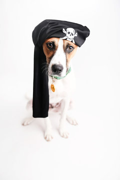 Dog dressed up like a pirate for Halloween