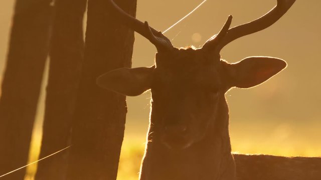 Fallow deer in golden backlight