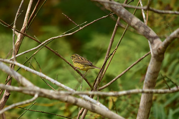 枯れ枝に止まるアオジの後姿