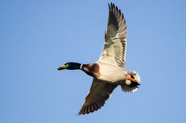 Obraz premium Mallard Duck Flying in a Blue Sky