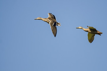 Two Mallard Ducks Flying in Blue Sky