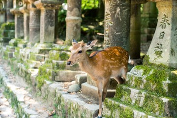 Deers in the Shrine in Nara City in Japan - obrazy, fototapety, plakaty