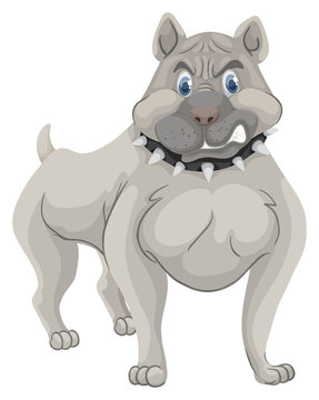 Pitbull dog with spike collar
