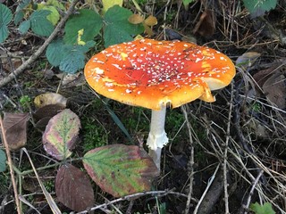 Amanita muscaria