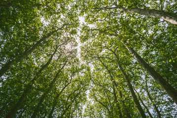 the tree canope