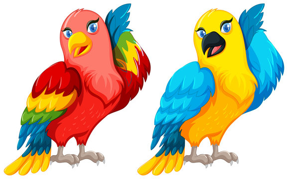 Two parrot birds with colorful feather