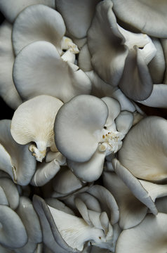 Mushrooms on the market
