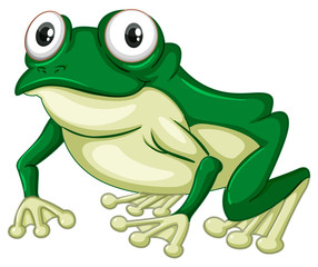 Green frog on white backgound