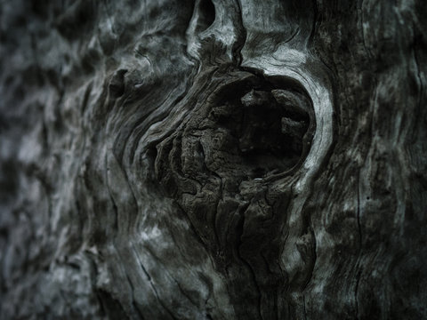 Macro - closeup of tree bark