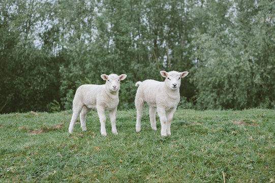Two cute lambs looking at camera