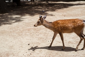 Deer in Nara Park in Nara City, Japan. June 2017.