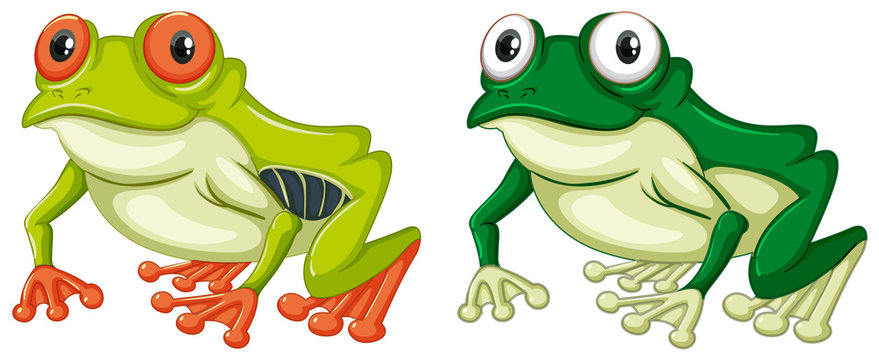Two green frogs on white background