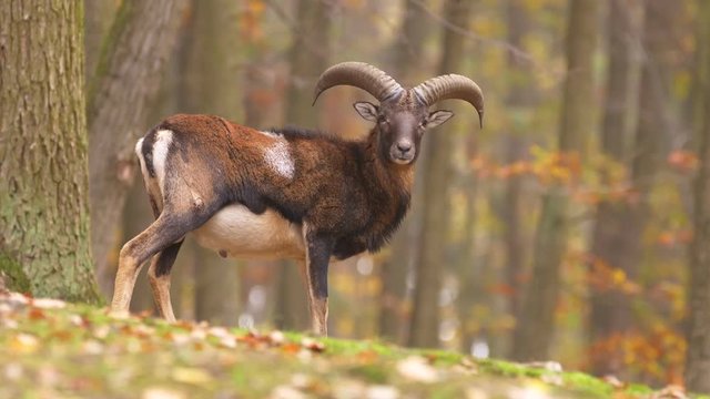 Mouflon in autumn forest