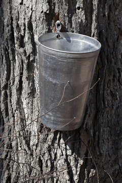Making Maple Syrup